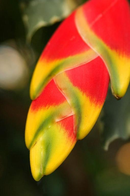 The Fiji Orchid Hotell Lautoka Exteriör bild